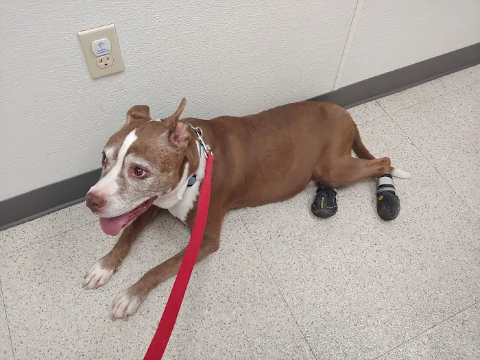 Family VetCare of Mesa Picture 1