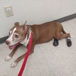 Family VetCare of Mesa
