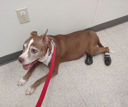 Family VetCare of Mesa