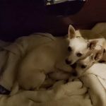 Spay Neuter Clinic: Mesa