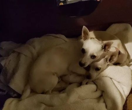 Spay Neuter Clinic: Mesa