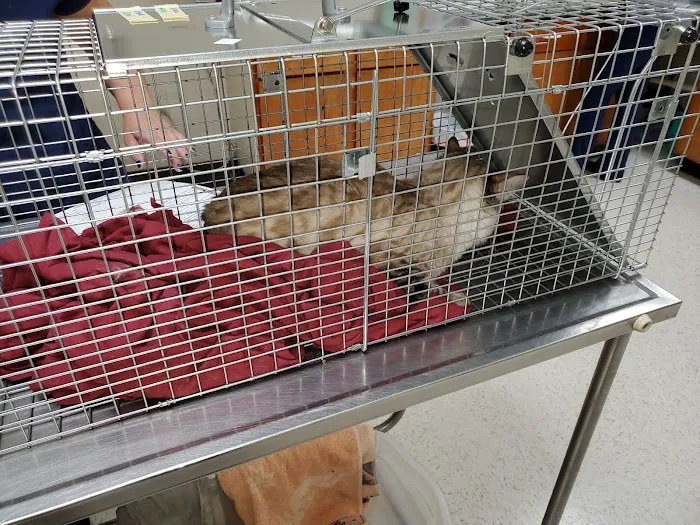 Spay Neuter Clinic: Mesa Picture 10