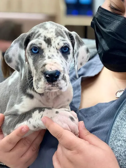 Petfolk Veterinary & Urgent Care - Scottsdale Picture 3