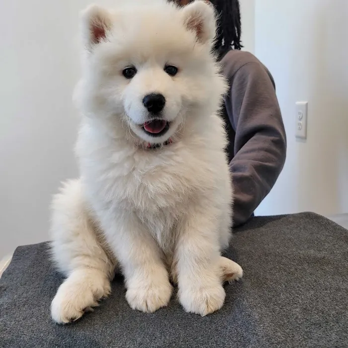Petfolk Veterinary & Urgent Care - Scottsdale Picture 9