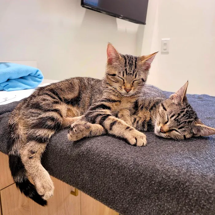 Petfolk Veterinary & Urgent Care - Scottsdale Picture 8
