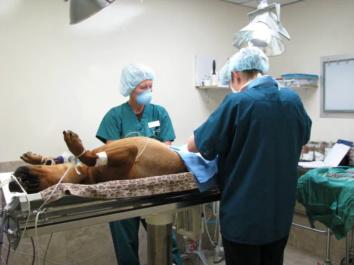 VCA McCormick Ranch Animal Hospital and Emergency Center Picture 8