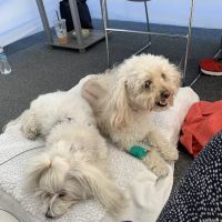 Salt River Veterinary Specialists ico