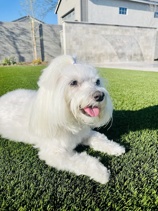 Salt River Veterinary Specialists Picture 10