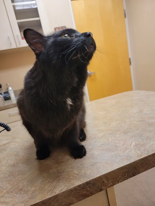 Scottsdale Ranch Animal Hospital Picture 8