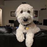 Scottsdale Ranch Animal Hospital
