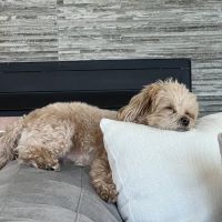 Petco ico