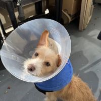 Dr. Kelly's Surgical Unit - North Phoenix ico