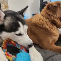 Phoenix Mountain Animal Hospital ico