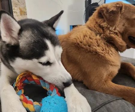 Phoenix Mountain Animal Hospital