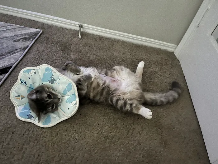 The Scaredy Cat Hospital Picture 1