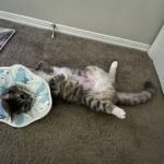 The Scaredy Cat Hospital