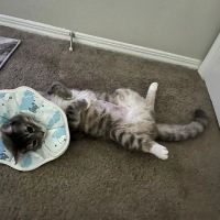 The Scaredy Cat Hospital ico