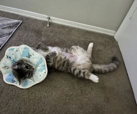 The Scaredy Cat Hospital