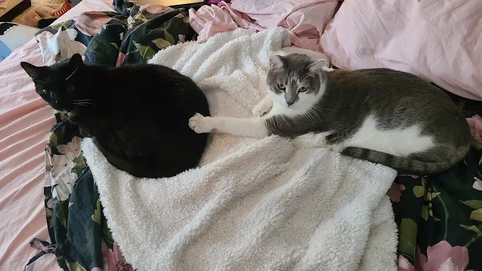 The Scaredy Cat Hospital Picture 5