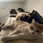 Hopi Animal Hospital ~ A privately owned, family practice!