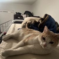 Hopi Animal Hospital ~ A privately owned, family practice! ico