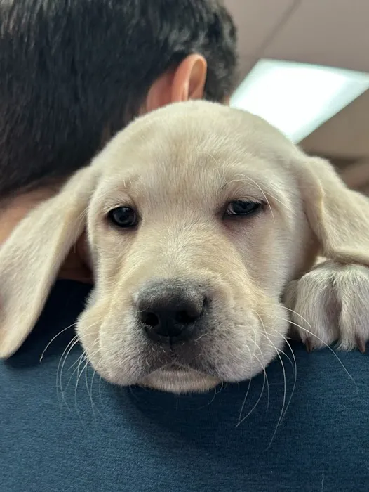 Puppy Time Puppies Picture 1