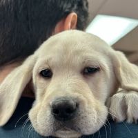 Puppy Time Puppies ico