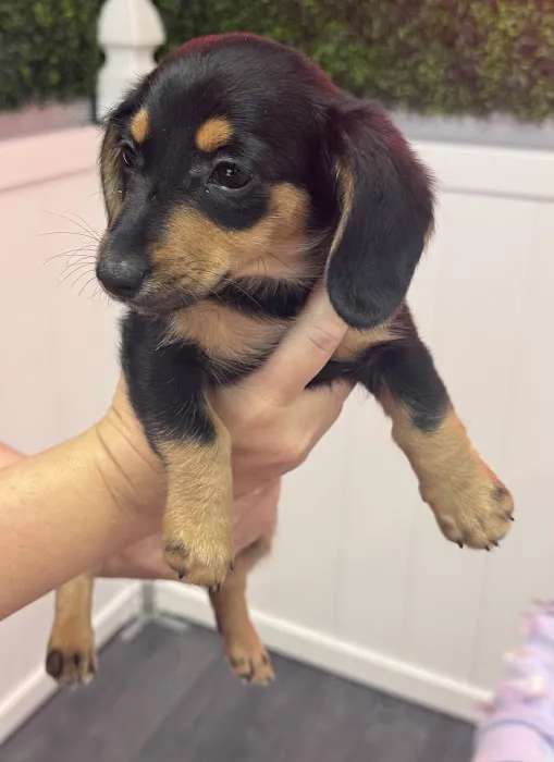 Puppy Time Puppies Picture 3