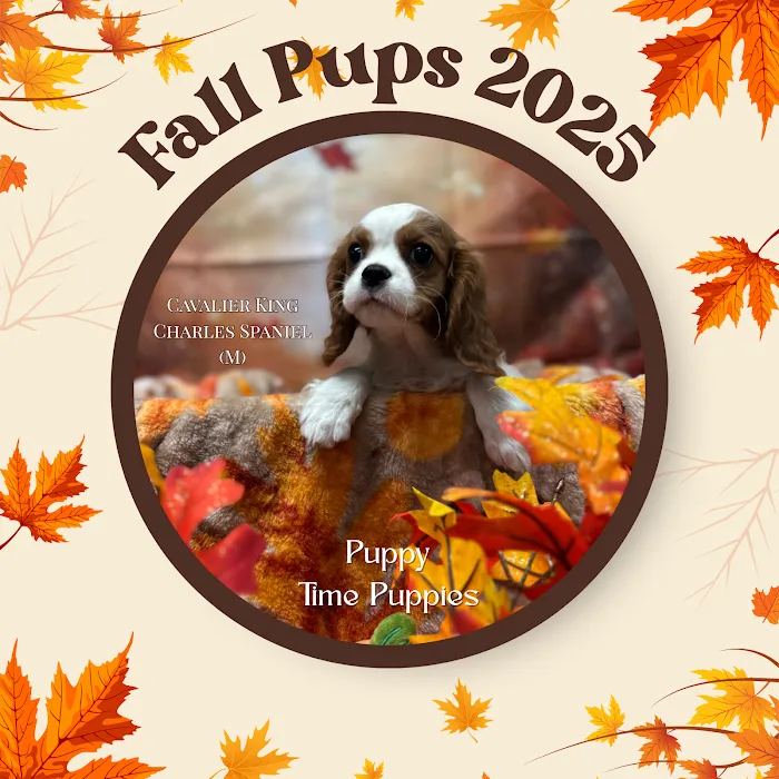Puppy Time Puppies Picture 5