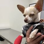 VetMED Emergency & Specialty Veterinary Hospital