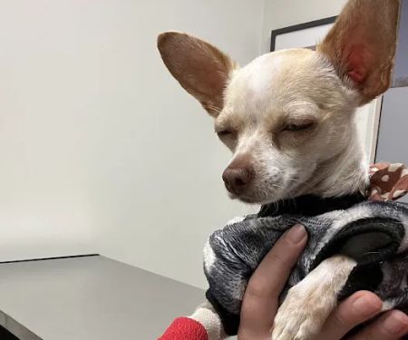 VetMED Emergency & Specialty Veterinary Hospital