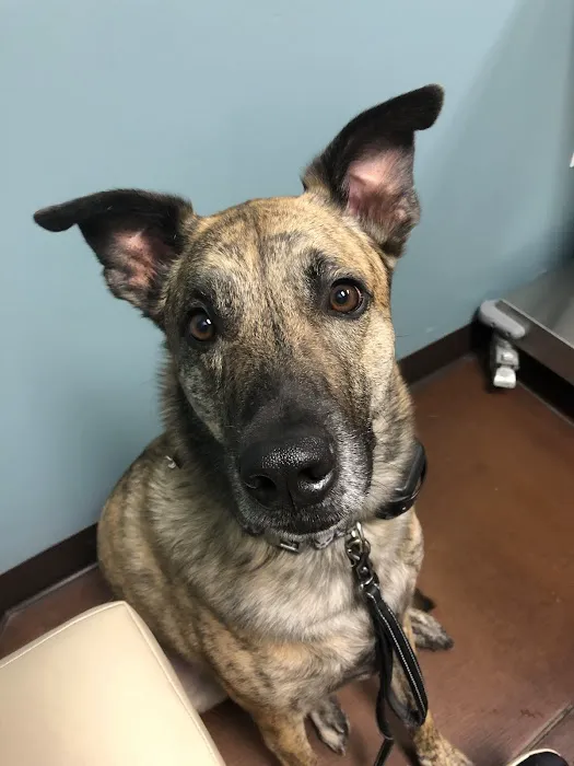 VetMED Emergency & Specialty Veterinary Hospital Picture 5