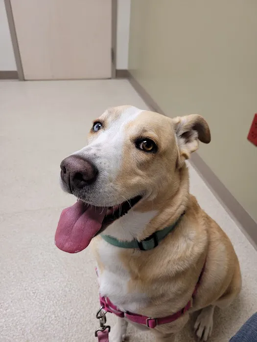 VetMED Emergency & Specialty Veterinary Hospital Picture 4