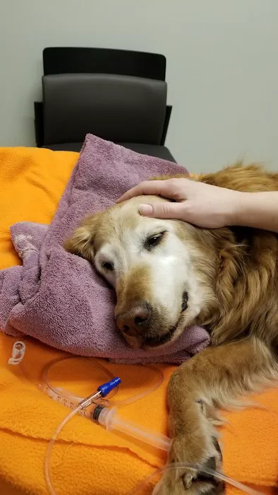 VetMED Emergency & Specialty Veterinary Hospital Picture 9