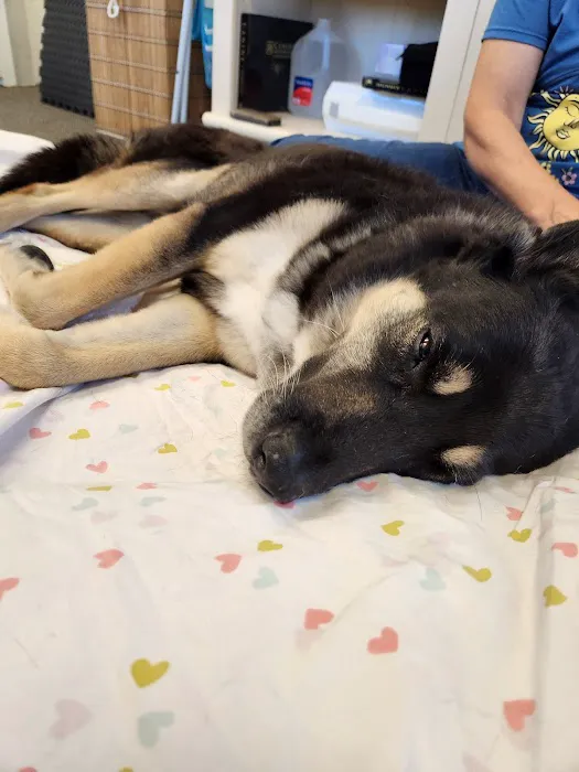 Veterinary Acupuncture and Alternative Medicine in Phoenix Picture 3