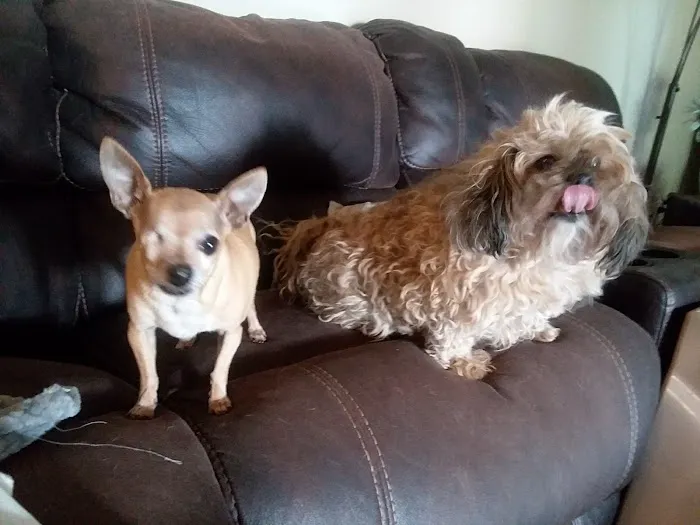 Pet Urgent Care Picture 5