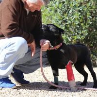 Pet Urgent Care ico