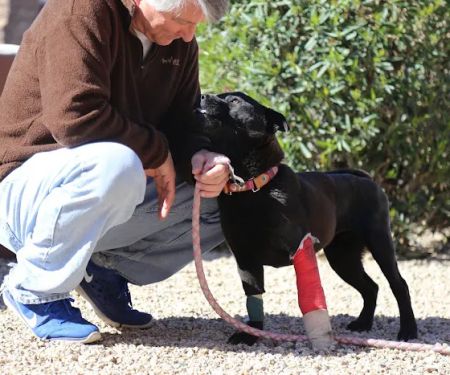 Pet Urgent Care