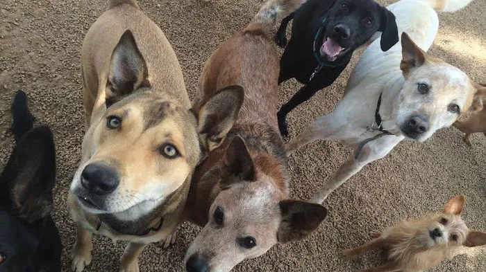 Deer Creek Animal Hospital & Pet Resort Picture 8