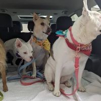 Deer Creek Animal Hospital & Pet Resort ico
