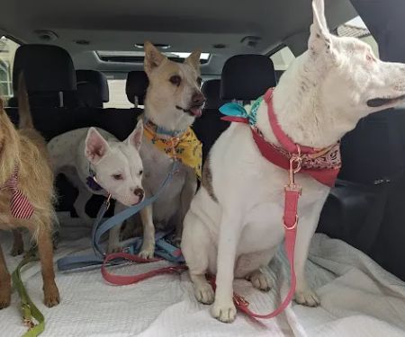 Deer Creek Animal Hospital & Pet Resort