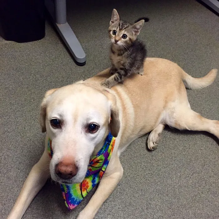 Deer Creek Animal Hospital & Pet Resort Picture 5
