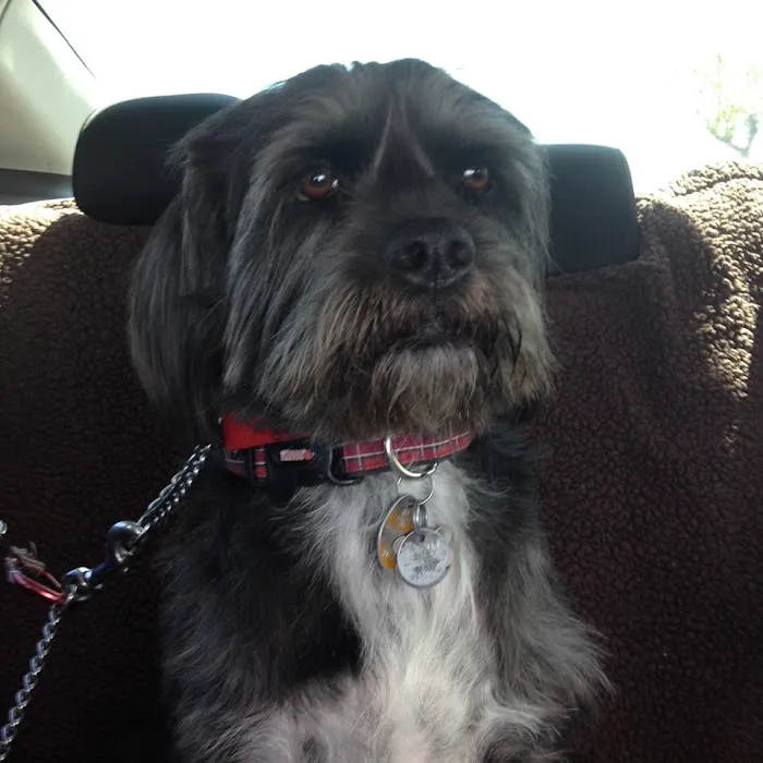 Deer Creek Animal Hospital & Pet Resort Picture 4