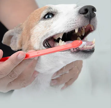 Animal Medical Center of Deer Valley Picture 9