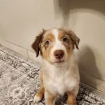 Vetco Total Care Animal Hospital