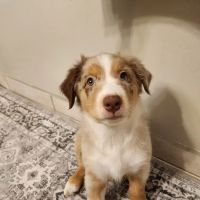 Vetco Total Care Animal Hospital ico