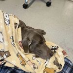 West Valley Animal Hospital