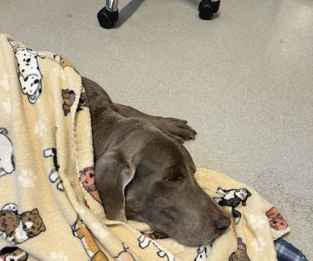 West Valley Animal Hospital