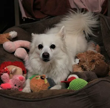 Sun City West Animal Hospital Picture 3