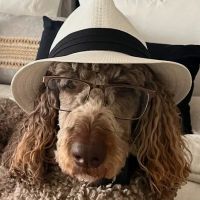 Sun City West Animal Hospital ico